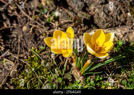 le crocus chrysanthus doré sur terre fleurit au printemps Banque D'Images