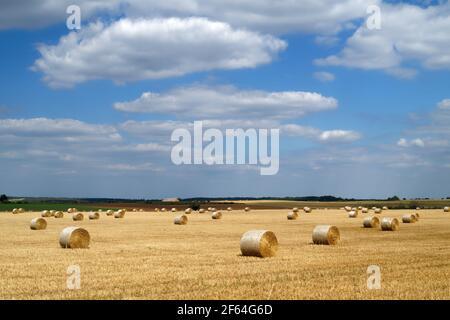 Royaume-Uni, Yorkshire du Sud, Doncaster, balles de foin de fût dans le champ près de High Melton