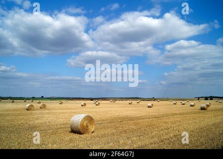 Royaume-Uni, Yorkshire du Sud, Doncaster, balles de foin de fût dans le champ près de High Melton