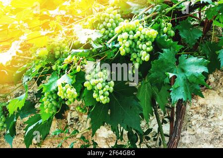 une vigne sur le mur. Des grappes de raisins verts ornent le trellis un jour ensoleillé. Plantes fruitiers dans les rues de la ville. Banque D'Images