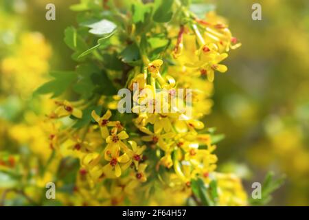 Fleurs de cassis dans le jardin de printemps. Fleurs jaunes vives et riches dans un foyer sélectif doux. Arrière-plan flou naturel, plein format. La couleur de tendance Banque D'Images