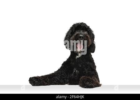 Jeune noir Labradoodle jouant isolé sur fond blanc de studio Banque D'Images