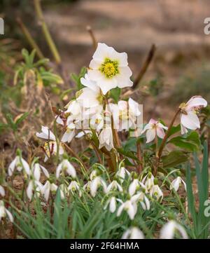 La rose des neiges en fleurs ou la rose de Noël pousse entre les chutes de neige avant d'un arrière-plan flou Banque D'Images