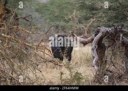 Buffalo Banque D'Images