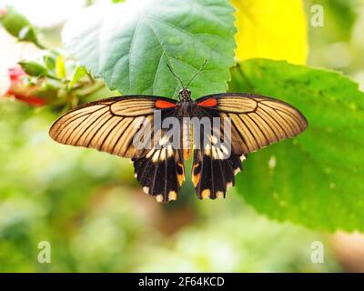 Le grand papillon Mormon jaune sur la feuille verte Banque D'Images