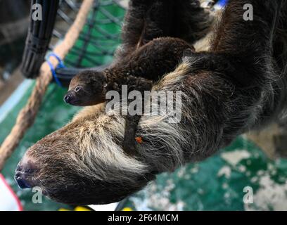 Hefei, province chinoise d'Anhui. 30 mars 2021. Un bébé paresseux est vu avec sa mère à l'aquarium d'Hefei à Hefei, capitale de la province d'Anhui en Chine orientale, le 30 mars 2021. Le bébé paresseux, né le 27 février de cette année à Hefei, a rencontré le public après avoir été pris en charge pendant un mois. Le bébé est le premier à naître naturellement dans un environnement d'alimentation artificielle à Anhui. Credit: Han Xu/Xinhua/Alay Live News Banque D'Images