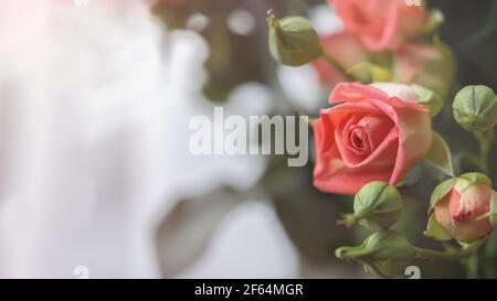 Les roses pastel délicates se rapproclent sur un arrière-plan flou et clair. Un bouquet parfumé de roses de pêche. Cadeau pour anniversaire, mariage, Saint-Valentin, Fête des mères Banque D'Images
