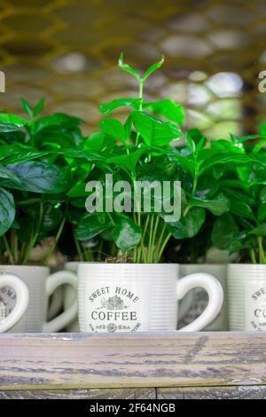 Jeune germe de l'usine de café frais dans une tasse blanche en gros plan. Arbre à café fraîchement moulu naturel plante d'intérieur photographie verticale Banque D'Images