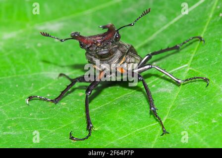 Le coléoptère du cerf Lucanus cervus. Macro Banque D'Images