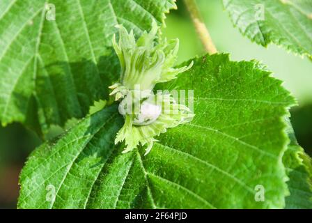 Le jeune noisette, noisettes vertes, pousse sur un arbre Banque D'Images