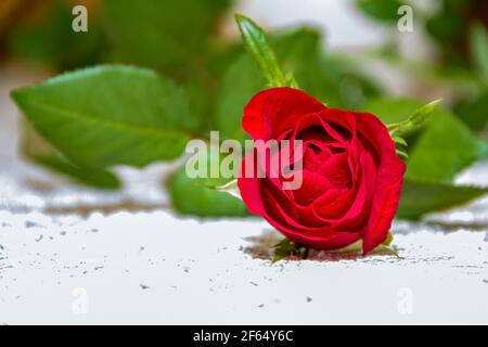 Rose rouge ( Rosaceae) sur fond blanc. Banque D'Images