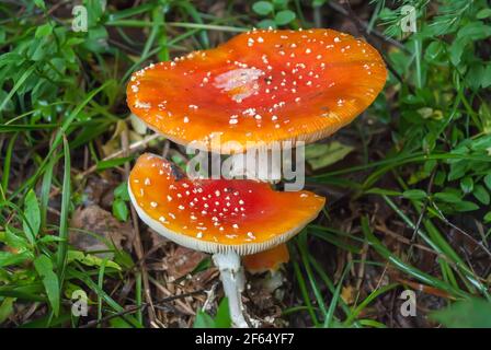 Amanita muscaria, champignons vénéneux. Photo a été prise dans le contexte des forêts naturelles. Banque D'Images