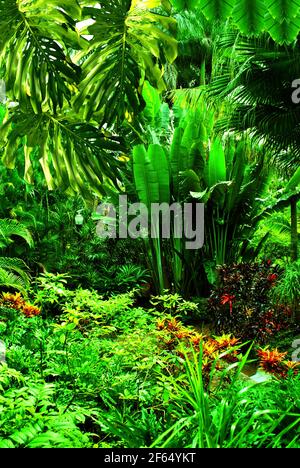 Jardin botanique de Floride à Largo Floride États-Unis Banque D'Images