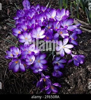 Gros plan sur les crocus violets qui attrapent la lumière du soleil Banque D'Images