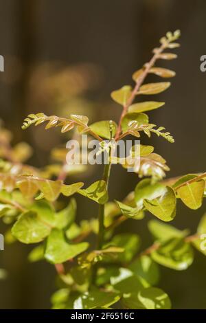 Feuilles de curry (Murraya koengii) plantes. Banque D'Images