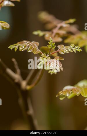 Feuilles de curry (Murraya koengii) plantes. Banque D'Images