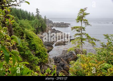 Sentier Wild Pacific à Ucluelet, île de Vancouver, Colombie-Britannique, Canada Banque D'Images