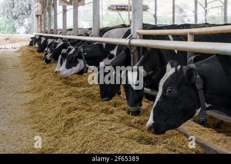 Ferme, les animaux mangent de la nourriture. Holstein race de vaches. Animaux de compagnie bien entretenus dans le kibboutz. Gros plan sur les vaches en espèces Banque D'Images