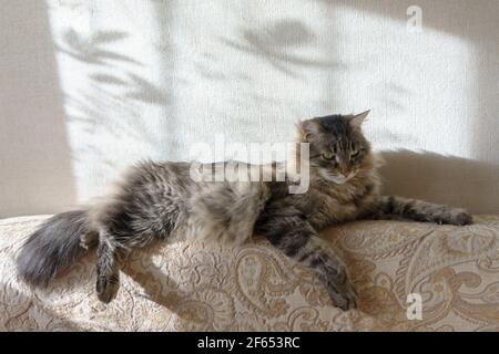 Chat gris moelleux allongé sur le canapé. Animaux de compagnie. Arrière-plan beige clair. Banque D'Images
