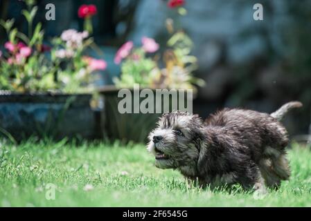 Dandie Dinmont Terrier Puppy Banque D'Images