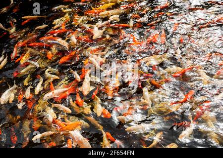 Koi nageant dans un jardin d'eau, poisson koi coloré, détail de coloré koï poisson dans l'étang Banque D'Images