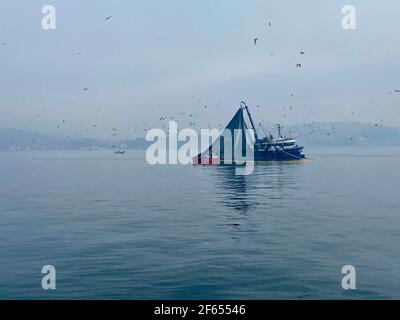 Bateau de pêcheur avec un grand fossé collectant des poissons du bosphore tôt le matin dans la brume. Eau de mer grise et ciel nuageux. Vol d'oiseaux de mer. Banque D'Images