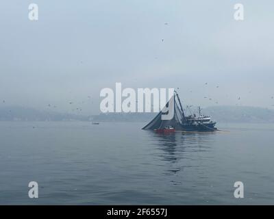 Bateau de pêcheur avec un grand fossé collectant des poissons du bosphore tôt le matin dans la brume. Eau de mer grise et ciel nuageux. Vol d'oiseaux de mer. Banque D'Images