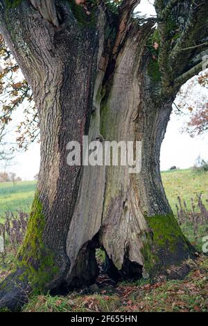 Cromm, Irlande du Nord - 8 novembre 2020. Vieux arbre à Crom Castle, Co. Fermanagh, Irlande du Nord Banque D'Images