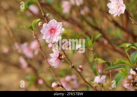 Fleur et bourgeons de pêche rose clair sur la branche Banque D'Images