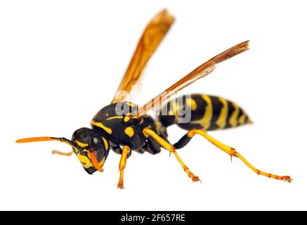 Guêpe européenne guêpe allemande ou veste jaune allemande isolatée sur blanc Contexte en latin Vespula vulgaris germanica Banque D'Images