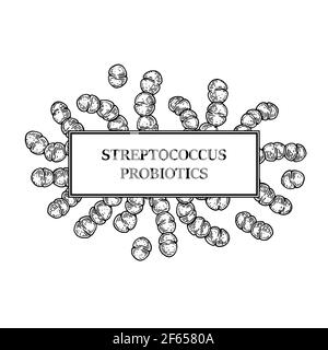 Structure probiotique à base de streptocoques. Conception pour l'emballage et l'information médicale. Illustration vectorielle dans le style d'esquisse Illustration de Vecteur