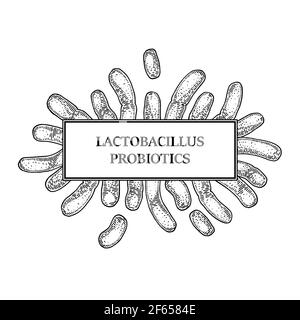 Cadre probiotique de lactobacillus dessiné à la main. Conception pour l'emballage et l'information médicale. Illustration vectorielle dans le style d'esquisse Illustration de Vecteur