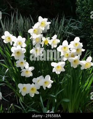 Daffodils jaunes narcissi avec des centres jaunes en fleur de vert feuillage Banque D'Images