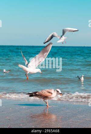 Mouette au-dessus de la mer avec un beau ciel et la mer l'horizon Banque D'Images