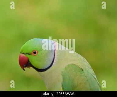 Portrait d'un parapet à anneau vert, également connu sous le nom de paraquet à anneau rose. Banque D'Images