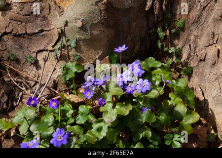 L'isoète bleue se développe près d'un tronc d'arbre d'un arbre plane, également appelé Anemone hepatica, Platanus acerifolia Banque D'Images