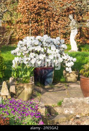 Evergreen rhododendron arbuste Snow Lady, de Cilatum x Leucaspis, dans un jardin domestique, Angleterre, Royaume-Uni Banque D'Images