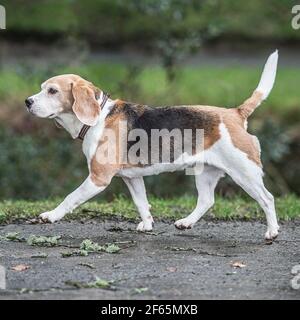 chien Beagle Banque D'Images