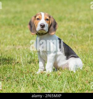 chiot Beagle Banque D'Images