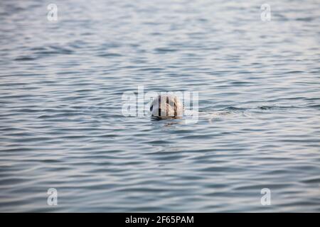 Les saels gris tourbillonnaient dans l'eau. Têtes uniquement. Mer Baltique, île de Saarema, Estonie. Banque D'Images