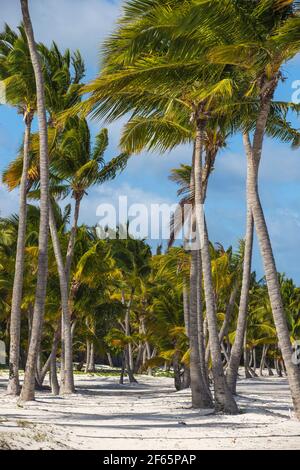 République dominicaine, Punta Cana, Playa Bavaro Beach Banque D'Images