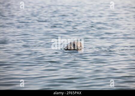 Les saels gris tourbillonnaient dans l'eau. Têtes uniquement. Mer Baltique, île de Saarema, Estonie. Banque D'Images