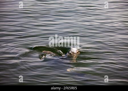 Les saels gris tourbillonnaient dans l'eau. Têtes uniquement. Mer Baltique, île de Saarema, Estonie. Banque D'Images