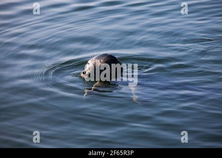 Les saels gris tourbillonnaient dans l'eau. Têtes uniquement. Mer Baltique, île de Saarema, Estonie. Banque D'Images