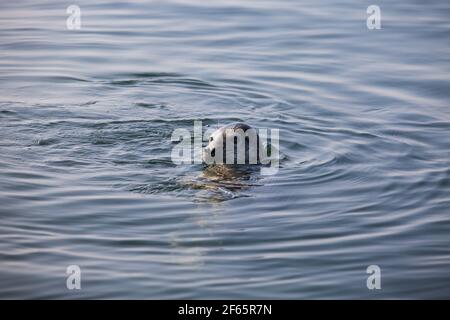 Les saels gris tourbillonnaient dans l'eau. Têtes uniquement. Mer Baltique, île de Saarema, Estonie. Banque D'Images