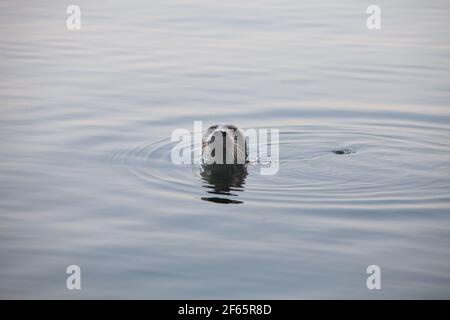 Les saels gris tourbillonnaient dans l'eau. Têtes uniquement. Mer Baltique, île de Saarema, Estonie. Banque D'Images