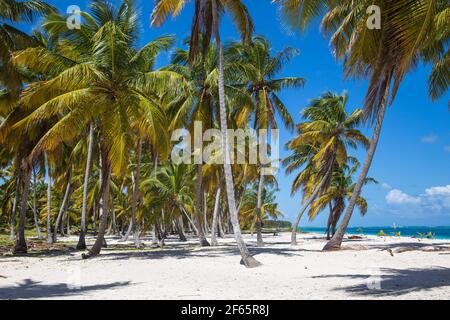 République dominicaine, Punta Cana, Playa Cabeza de Toro Banque D'Images