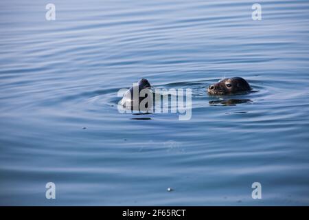 Les saels gris tourbillonnaient dans l'eau. Têtes uniquement. Mer Baltique, île de Saarema, Estonie. Banque D'Images