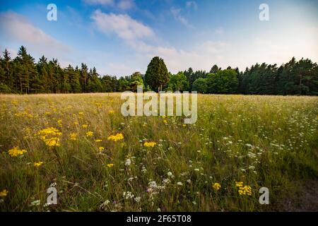 Genièvre solitaire sur la prairie avec herbe et fleurs. Banque D'Images