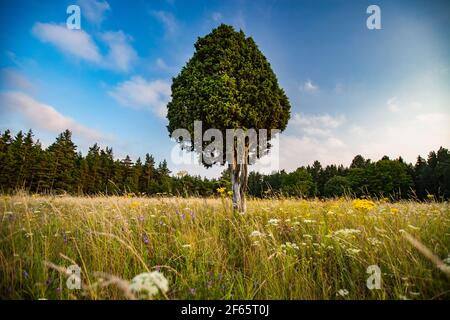 Genièvre solitaire sur prairie avec herbe jaune et fleurs blanches et jaunes. Ciel bleu avec nuages blancs. Banque D'Images